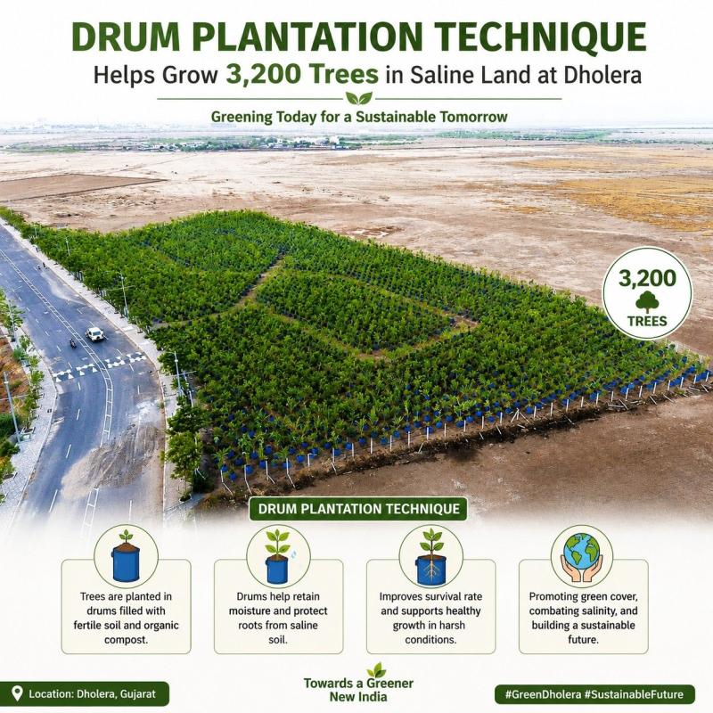 Drum plantation technique helps grow 3,200 trees in saline land at Dholera